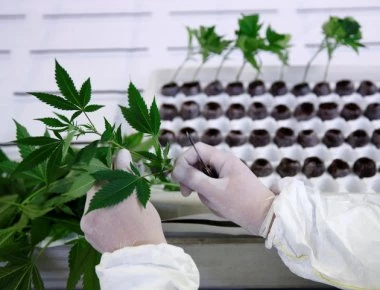 Δόθηκε η πρώτη άδεια για καλλιέργεια ιατρικής κάνναβης στην Ελλάδα - Πόσο κόστισε και σε ποια περιοχή θα γίνει